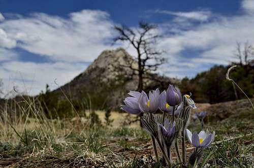 Greyrock Mountain, Pasque Flower hike.