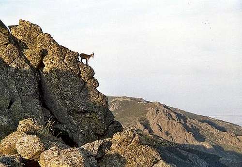 Young female Gredos ibex