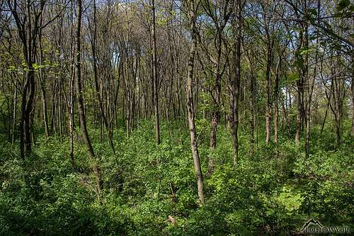 Lisia Gora forest