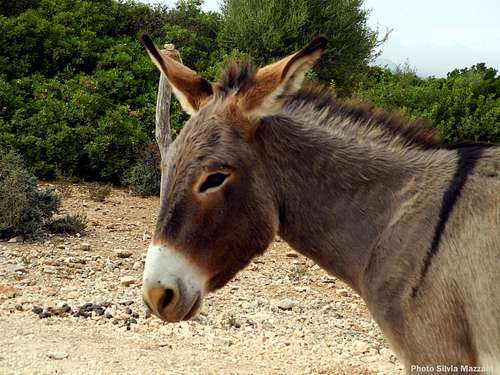 An agreeable little Sardinian donkey in the Oddoene Valley