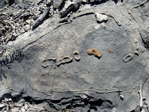Fossil Ridge Formation