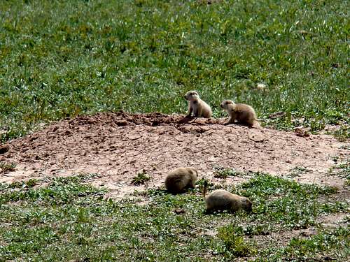 Prairie Dogs