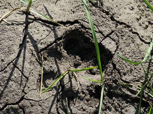 Mystery Paw Print