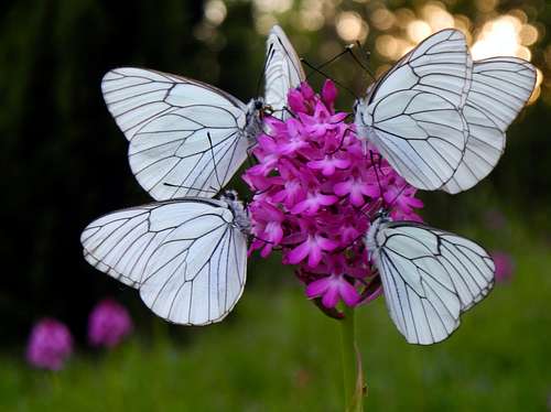 A flower, six butterflies - Anacampitis Pyramidalis / Orchidea piramidale