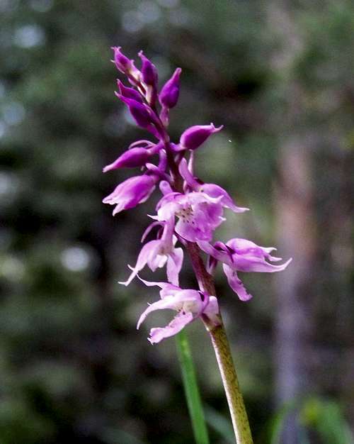 Orchid on Göller