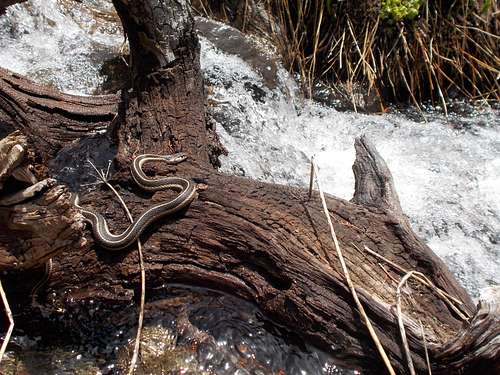 Snake on a Log in a Creek