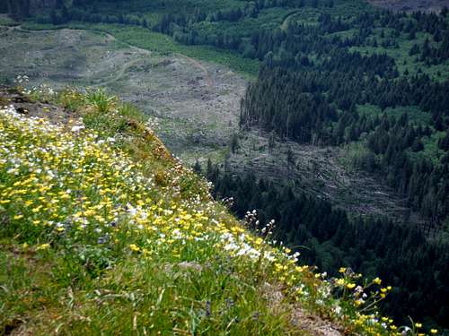 Saddle Mountain: Cliffs and Flowers