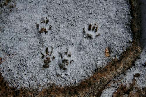 Chipmunk Tracks in the Snow