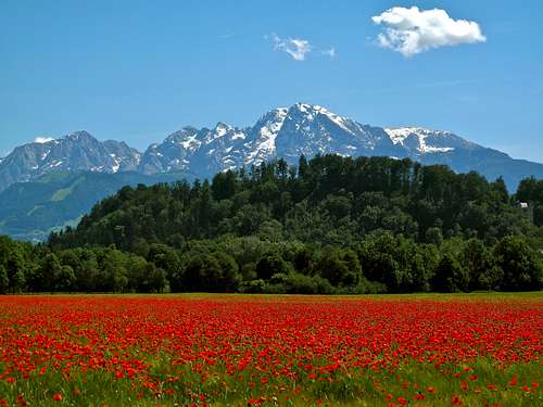 Poppies in front of Hoher Göll