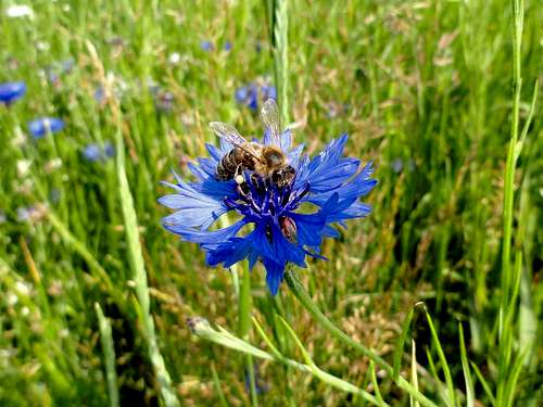 Blue Cornflower (Centaurea cyanus)