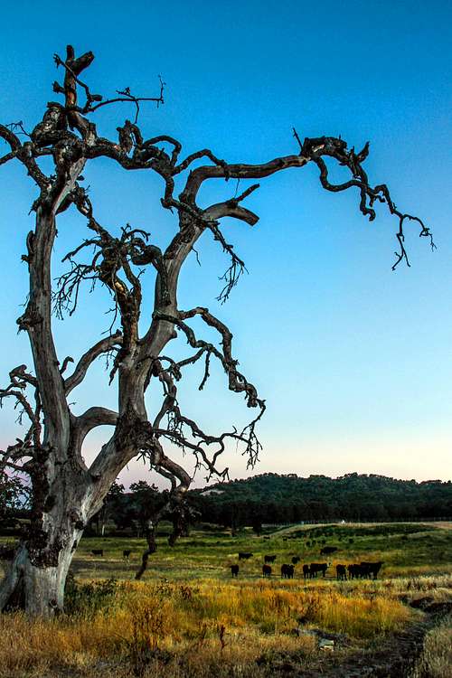 Dramatic dead oak with living cattle