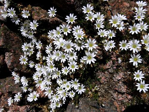 Bavella late spring flora (cerastio unifloro (Cerastium Uniflorum)