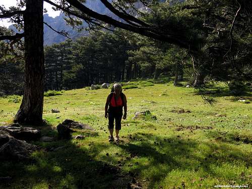 Bavella forest