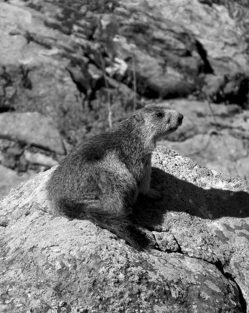 Nearly Seven Various Authors in B&W (By  Antonio) Marmot