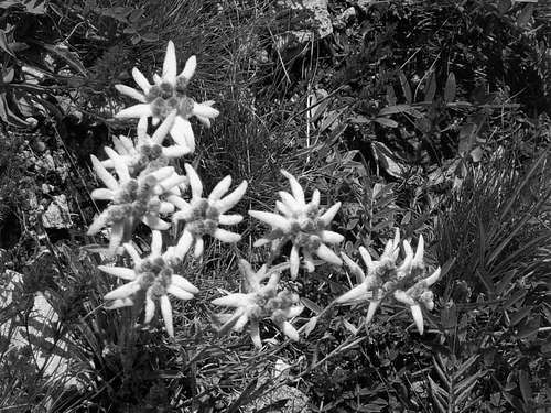 Nearly Seven Various Authors in B&W (By Emilio) Edelweiss to 2003