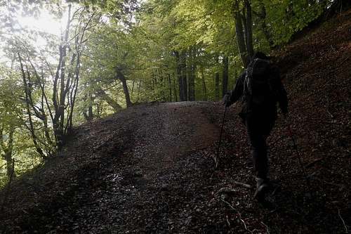Forest track (Bosco Toscano)