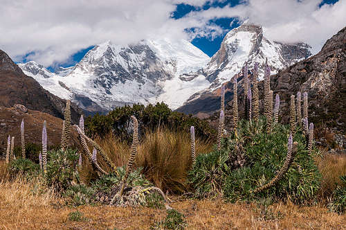 Lupinus weberbauerii and the nevado Huascarán