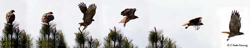 Red Tailed Hawk Taking Flight