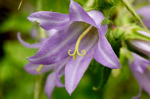 Purple bell flower on Velebit
