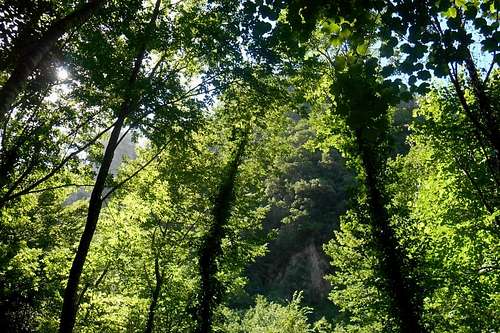 Forest (valley Brancato)