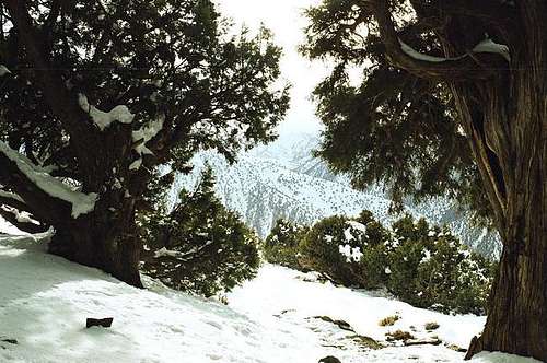 beautiful view of the juniper