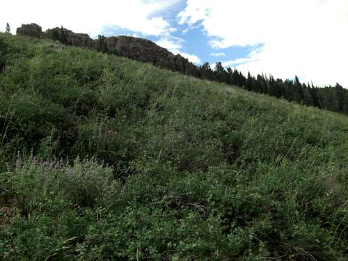 Bull Mountain Trail High Meadow