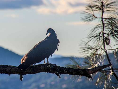Vulture on a pine branch