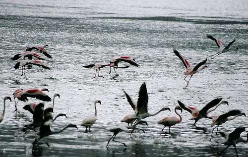 Flamingoes at Lake Embakaai
