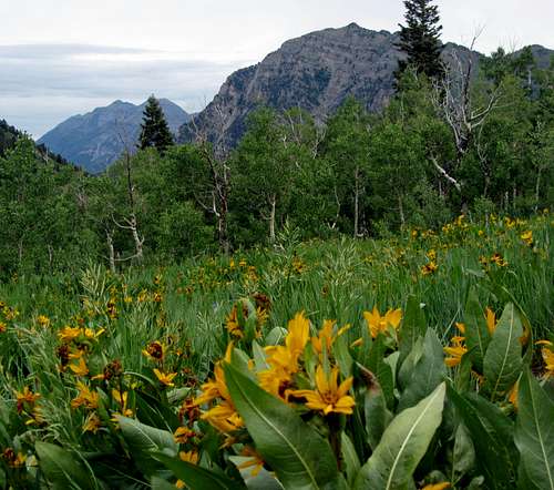 Wildflowers near Provo Peak trailhead