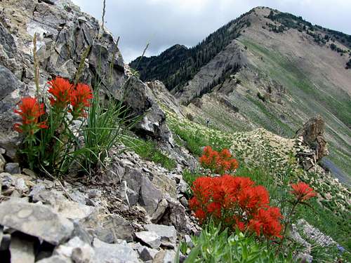 Provo Ridge wildflowers