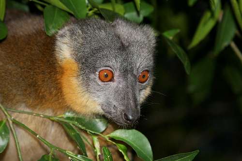 red-collared brown lemur