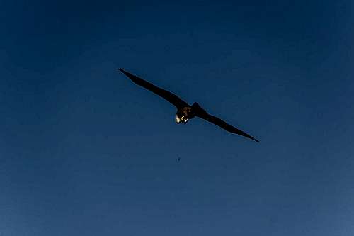 Black kite feeding airbourne