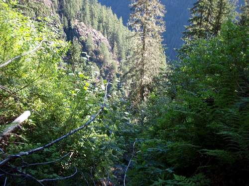 Gully bush at about 600m