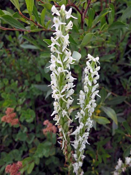 Whiteflower Rein Orchid