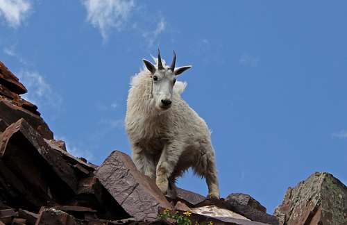 Mountain Goat on the traverse