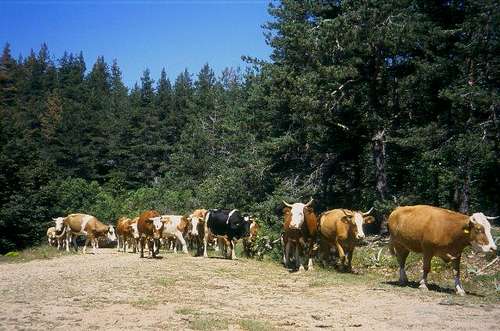 Koula mountain is the cows's...