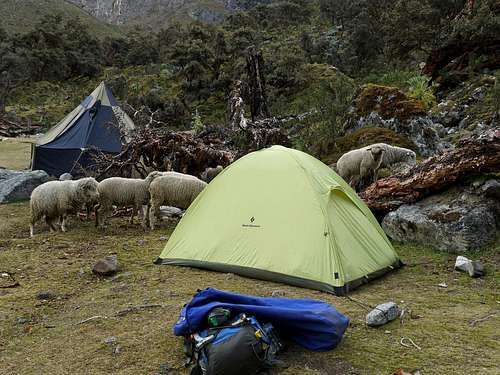 Sheep Surrounding my Tent