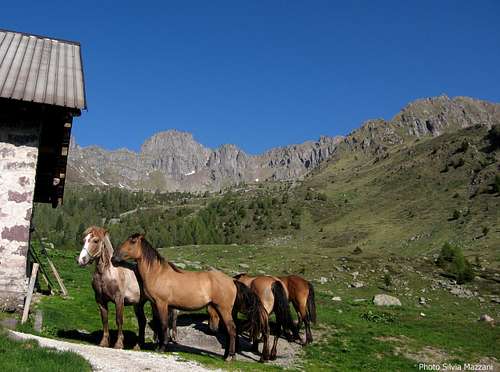 Horses at Malga Val Sorda II