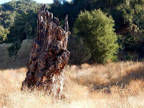 Old Stump in Hunting Hollow Canyon