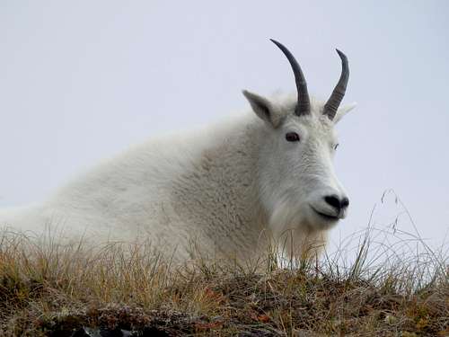 South Ridge Goat