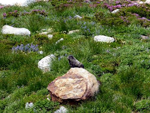 Marmot Relaxing on a Rock