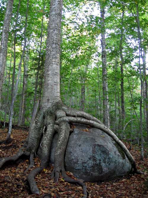 Boulder Tree