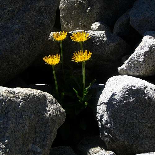 Flowers on the rocks