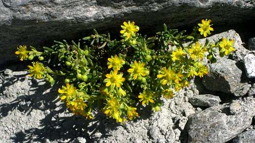 Alpine flowers on the Gornergrat