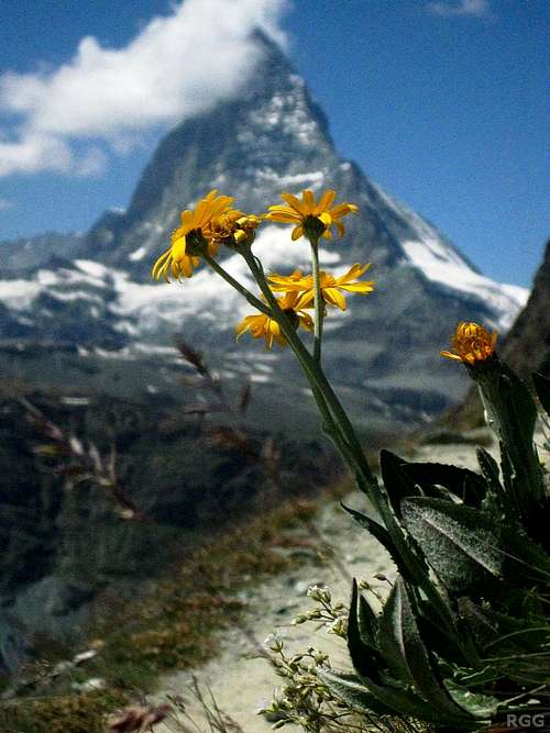Alpine flowers along the Gornergrat trail