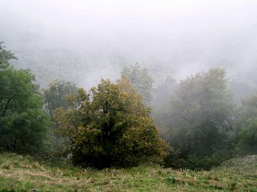 The hillside of Vysoka in fog