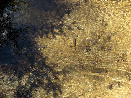 Fish in the creek
