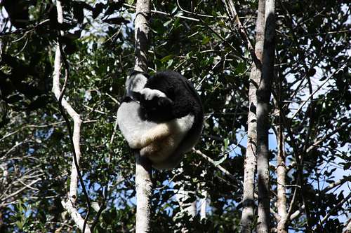 lemur - indri