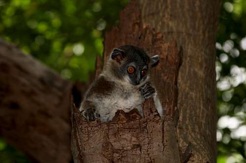 white-footed sportive lemur 2