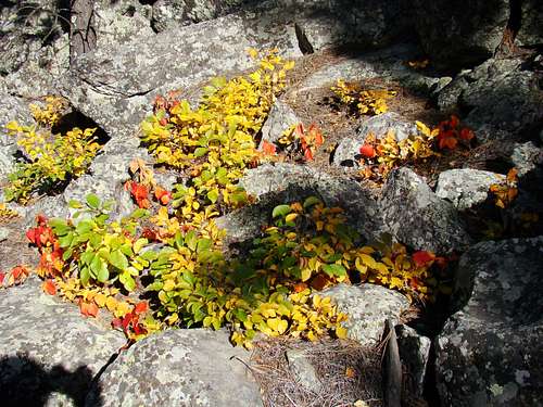 Centennial Trail Fall Colors